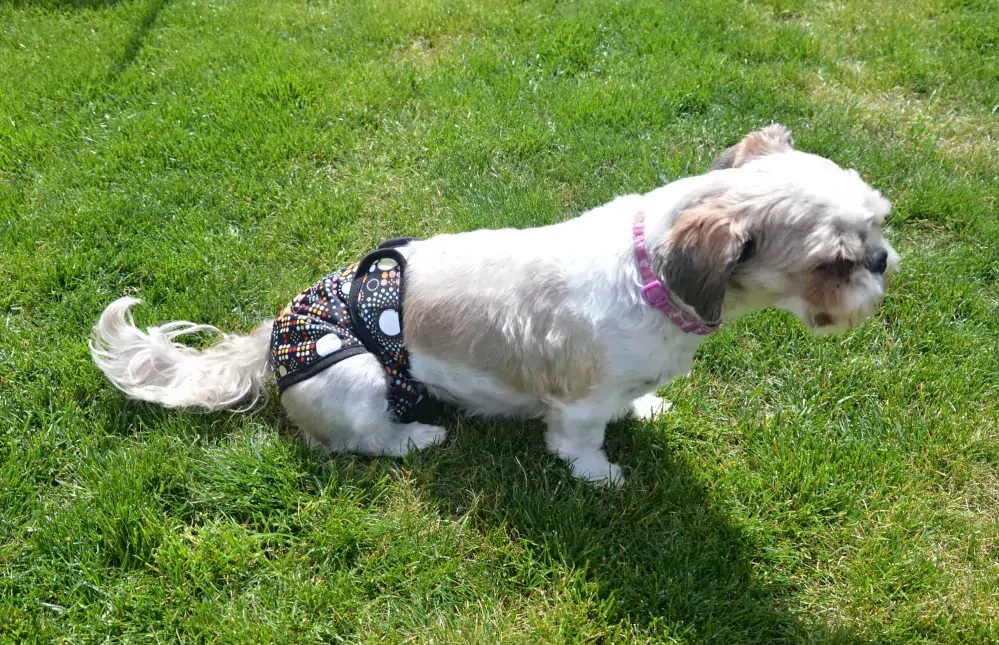 Kalhotky pro psy Motýl S