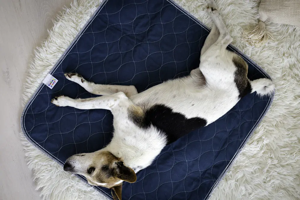 Absorpční podložka pro psy Modrá S