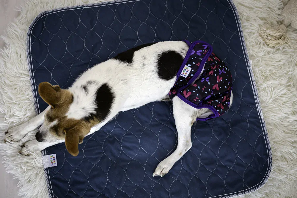 Absorpční podložka pro psy Modrá L