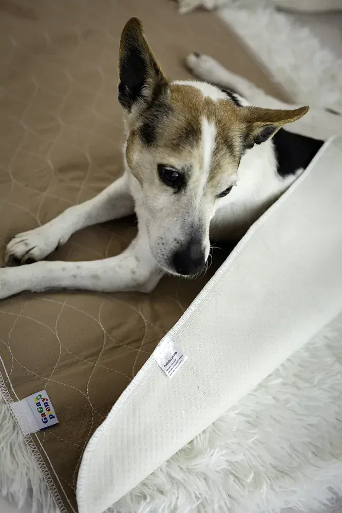 Absorpční podložka pro psy Hnědá L