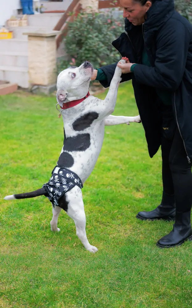 Kalhotky pro psy Cross L