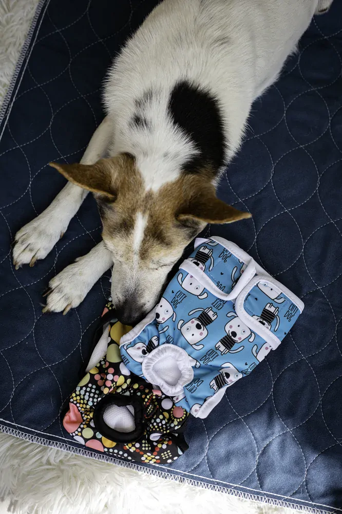 Absorpční podložka pro psy Modrá S