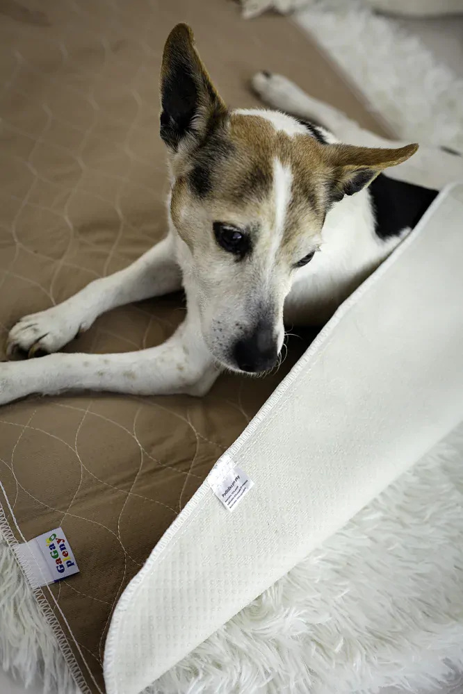 Absorpční podložka pro psy Hnědá M